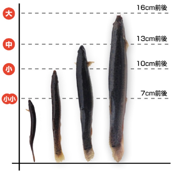 【どじょうの大河】 活どじょう 1Kg
